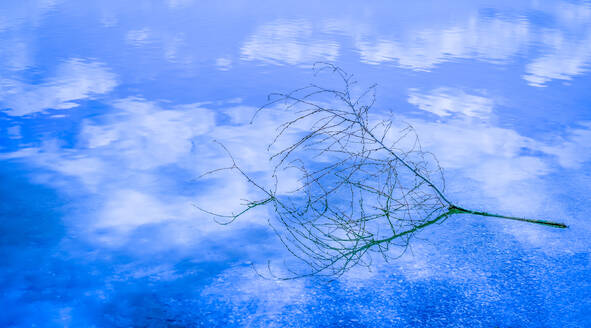 Österreich, Zweig liegend am Ufer eines blau glänzenden Sees - EJWF00908