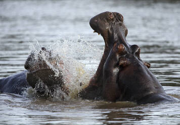 Nilpferd (Hippopotamus amphibius) beim Baden im Garamba-Fluss - DSGF02084