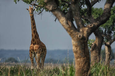 Demokratische Republik Kongo, Porträt einer stehenden Giraffe im Garamba-Nationalpark - DSGF02085