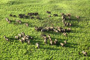 Demokratische Republik Kongo, Luftaufnahme einer Elefantenherde im Garamba-Nationalpark - DSGF02086