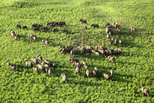 Democratic Republic Of Congo, Aerial view of herd of elephants in Garamba National Park - DSGF02086