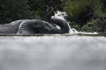 Badender Elefant im Garamba-Fluss - DSGF02088