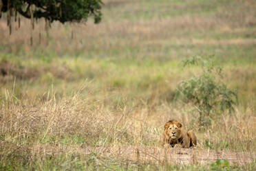 Demokratische Republik Kongo, Porträt eines Löwen (Panthera leo) beim Entspannen im Garamba-Nationalpark - DSGF02093