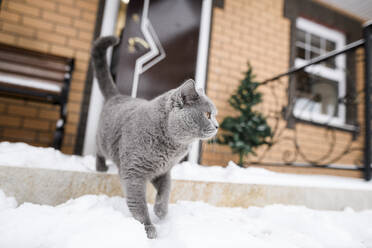 Britisch-Kurzhaar-Katze auf schneebedeckter Veranda - EYAF01101