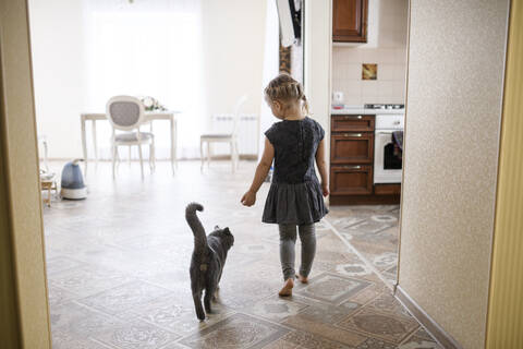 Mädchen geht mit Britisch-Kurzhaar-Katze zu Hause spazieren, lizenzfreies Stockfoto