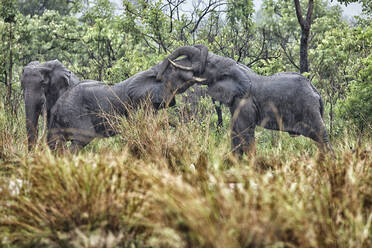 Demokratische Republik Kongo, Zwei Elefanten umarmen sich mit ihren Rüsseln im Garamba-Nationalpark - DSGF02104