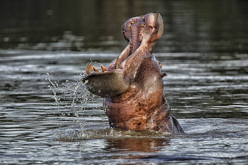Demokratische Republik Kongo, Kopf eines Flusspferdes (Hippopotamus amphibius) beim Baden im Fluss im Garamba-Nationalpark - DSGF02105