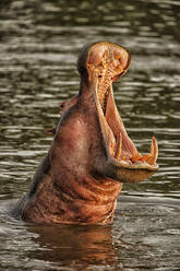 Demokratische Republik Kongo, Kopf eines Flusspferdes (Hippopotamus amphibius) beim Baden im Fluss im Garamba-Nationalpark - DSGF02107