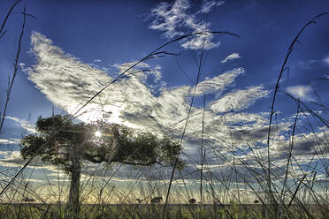 Democratic Republic of Congo, Blades of grass against sun setting over Garamba National Park - DSGF02110