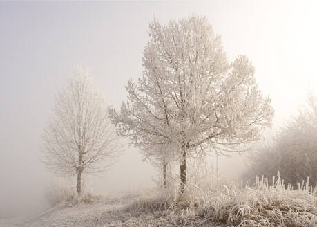Frosted trees at foggy winter dawn - BSTF00174