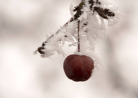 Frostiger Holzapfel (Malus Floribunda) - BSTF00175