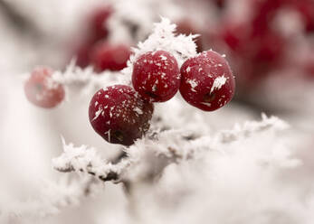 Frosted crab apples (Malus Floribunda) - BSTF00176