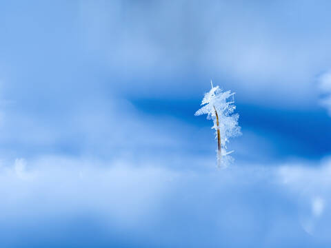 Small ice crystals stock photo