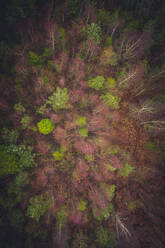Luftaufnahme von Bäumen im Wald des New Forest Nationalparks in Lyndhurst, UK - AAEF08644