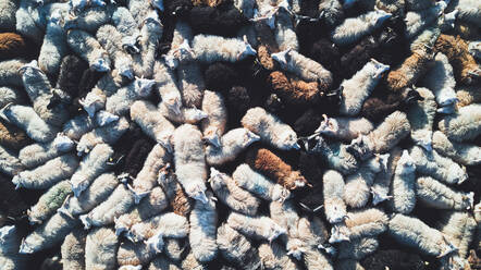 Luftaufnahme einer Gruppe von Schafen in Haganes, Island - AAEF08669