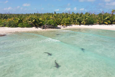 Luftaufnahme von schwimmenden Ammenhaien im Farquahr-Atoll auf den Seychellen - AAEF08688