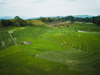 Luftaufnahme von Reisfeldern in Guindulman, Bohol, Philippinen - AAEF08850