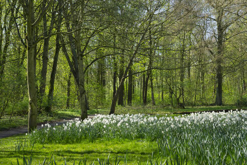 Deutschland, Nordrhein-Westfalen, Lünen, Beet mit Dichter-Narzissen (Narcissus poeticus) im Park Schwansbell - WIF04267