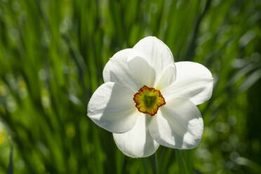 Head of blooming poet's daffodil (Narcissus poeticus) - WIF04268