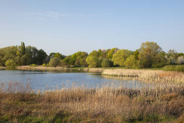 Deutschland, Nordrhein-Westfalen, Dortmund, Schilf entlang des Ufers des Lanstroper Sees im Frühling - WIF04270