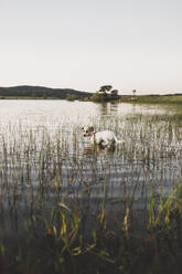 Hund im See stehend vor klarem Himmel, Evora, Portugal - FVSF00406