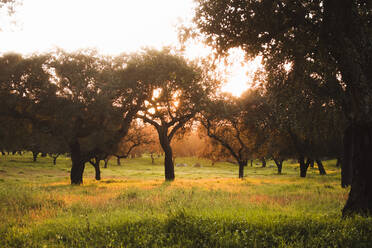 Bäume auf einem grasbewachsenen Feld bei Sonnenuntergang in Evora, Portugal - FVSF00408