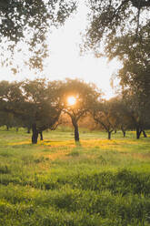 Trees on grassy field during sunset against clear sky at Evora, Portugal - FVSF00409