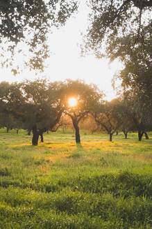 Bäume auf einem grasbewachsenen Feld bei Sonnenuntergang gegen den klaren Himmel in Evora, Portugal - FVSF00409