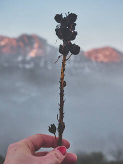 Frauenhand, die eine getrocknete Blume vor den Bergen bei nebligem Wetter hält, Leon, Spanien - FVSF00415