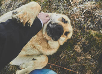 Mastiff-Hund wird von Frau auf einem Feld gestreichelt - FVSF00420