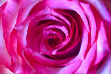Head of pink blooming rose - JTF01572
