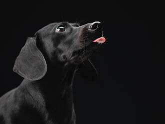 Porträt eines aufmerksamen schwarzen Daschund-Hundes auf schwarzem Hintergrund. - CUF55515
