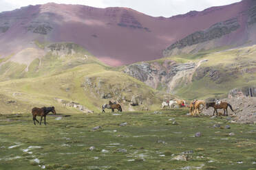 Pferde grasen in der Nähe des Berges Vinicunca, auch bekannt als der Berg der sieben Farben oder Regenbogenberg in den peruanischen Anden. - ISF24198