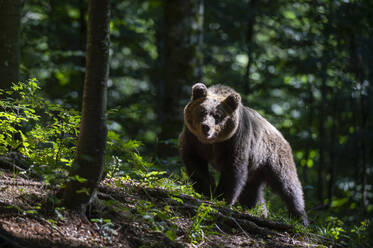 Europäischer Braunbär, Ursus arctos, im Notranjska-Wald in Slowenien - ISF24227