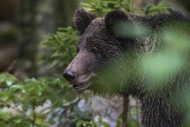 Europäischer Braunbär, Ursus arctos, im Notranjska-Wald in Slowenien - ISF24228