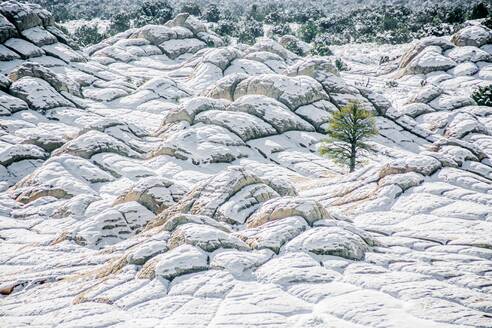 Einsamer Baum in der winterlichen White Pocket in Vermilion Cliffs, AZ - CAVF84512