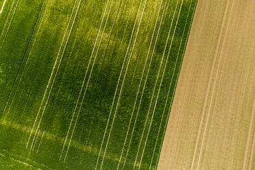 Deutschland, Rheinland-Pfalz, Gabsheim, Blick aus dem Hubschrauber auf ein grünes Feld im Sommer - AMF08173