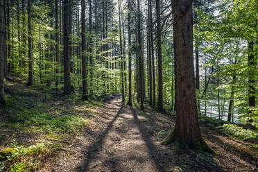 Germany, Bavaria, Egling, Footpath in springtime forest - MAMF01269