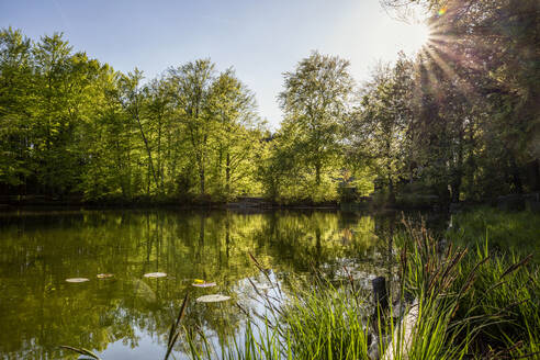 Deutschland, Bayern, Egling, Sonnenschein über dem Thanninger Weiher - MAMF01271