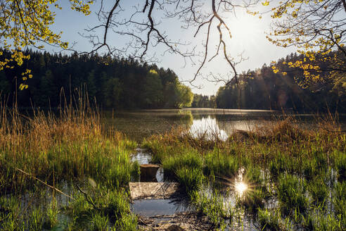 Deutschland, Bayern, Egling, Grasiges Ufer des Thanninger Weihers bei Sonnenuntergang - MAMF01273