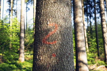 Deutschland, Fragezeichen auf den Stamm eines Waldbaums gesprüht - MAMF01274
