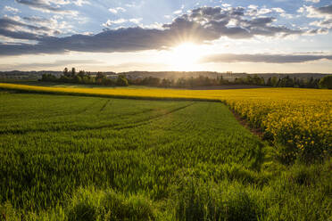 Deutschland, Bayern, Neusäß, Ländliches Feld bei Sonnenuntergang - MAMF01275