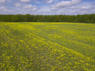 Russland, Gebiet Moskau, Luftaufnahme eines großen Blumenfeldes im Frühling - KNTF04671