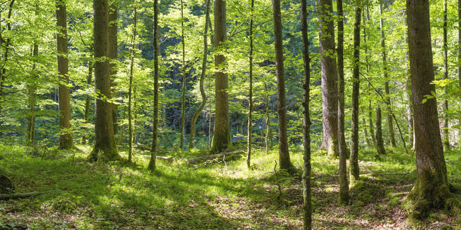 Germany, Bavaria, Oberstdorf, Panorama of green springtime forest - WGF01320