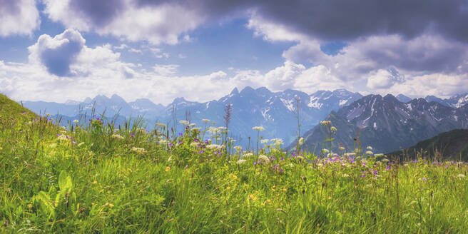 Panorama einer Bergwiese im Frühling - WGF01321