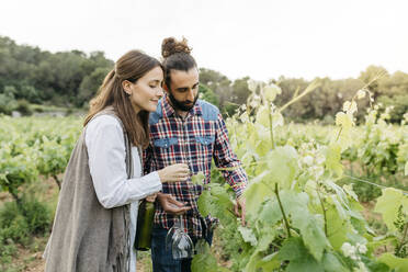 Couple examining grape plants at vineyard against clear sky - JRFF04482