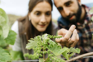 Couple examining grape plants at vineyard - JRFF04488