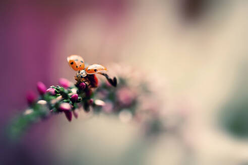 Close-up of ladybug crawling on plant - BSTF00181