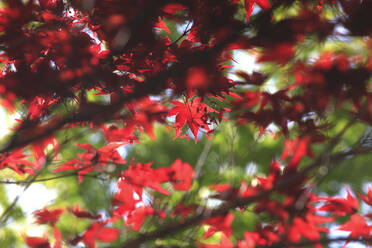 Germany, Low angle view of Japanese maple (Acer palmatum) branches - JTF01574