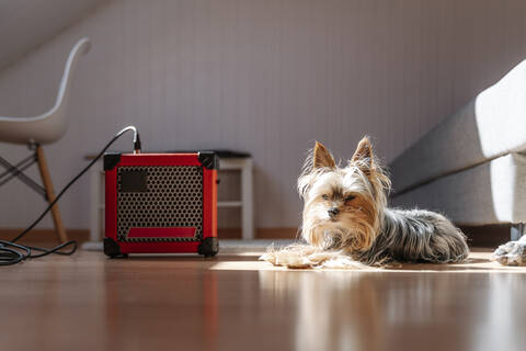 Yorkshire Terrier lying by amplifier on hardwood floor at home stock photo